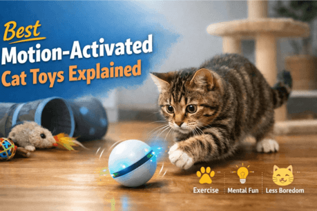 Best Motion-Activated Cat Toys Explained
