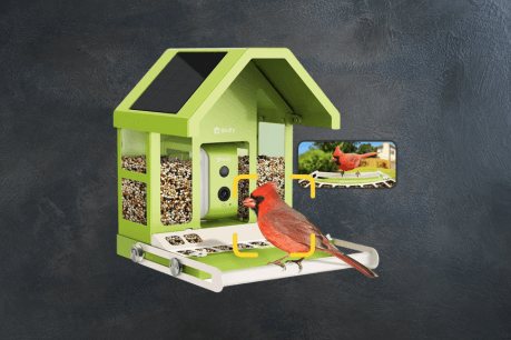 Birdfy Smart Bird Feeder Review